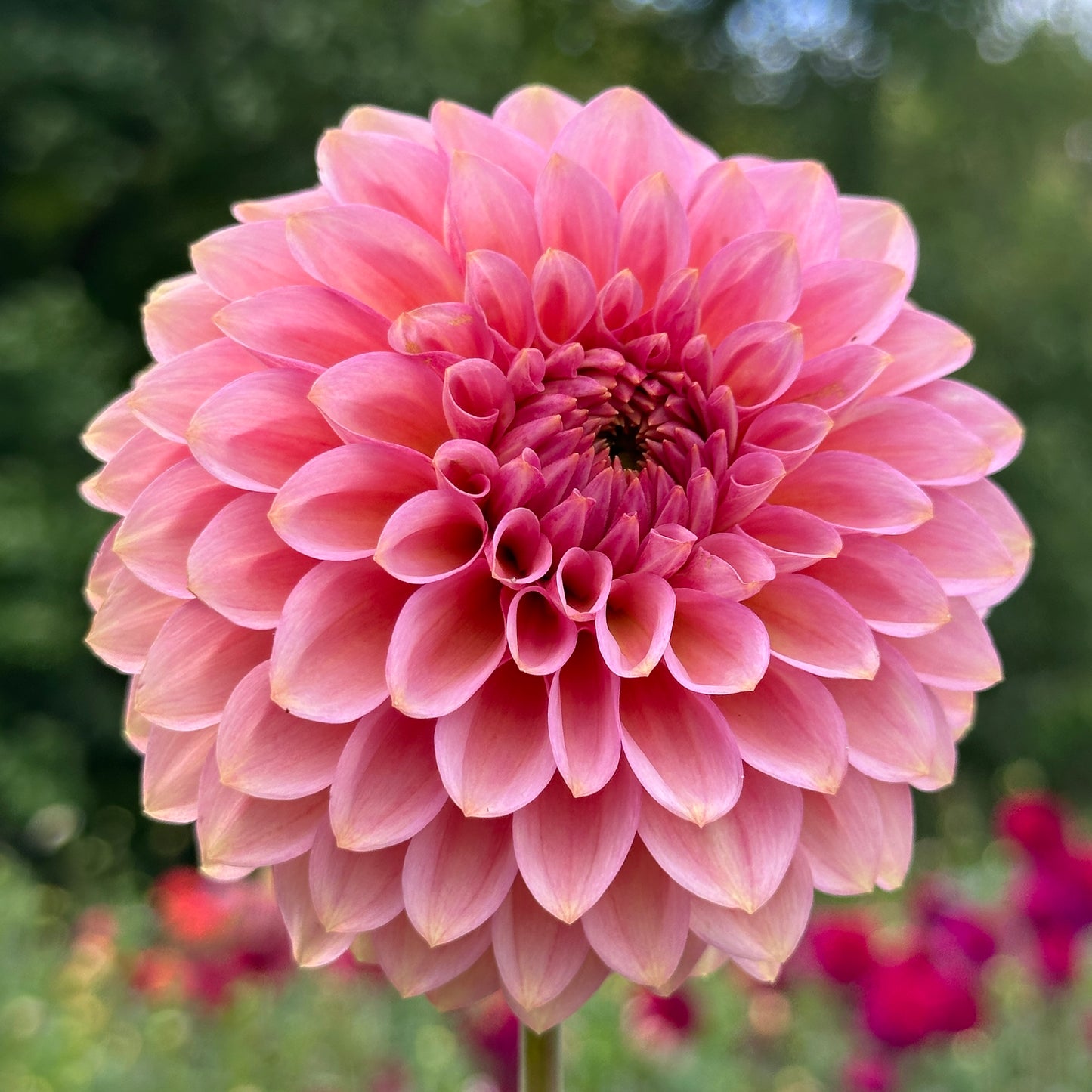 20th Ave Pink Cloud - Limit One