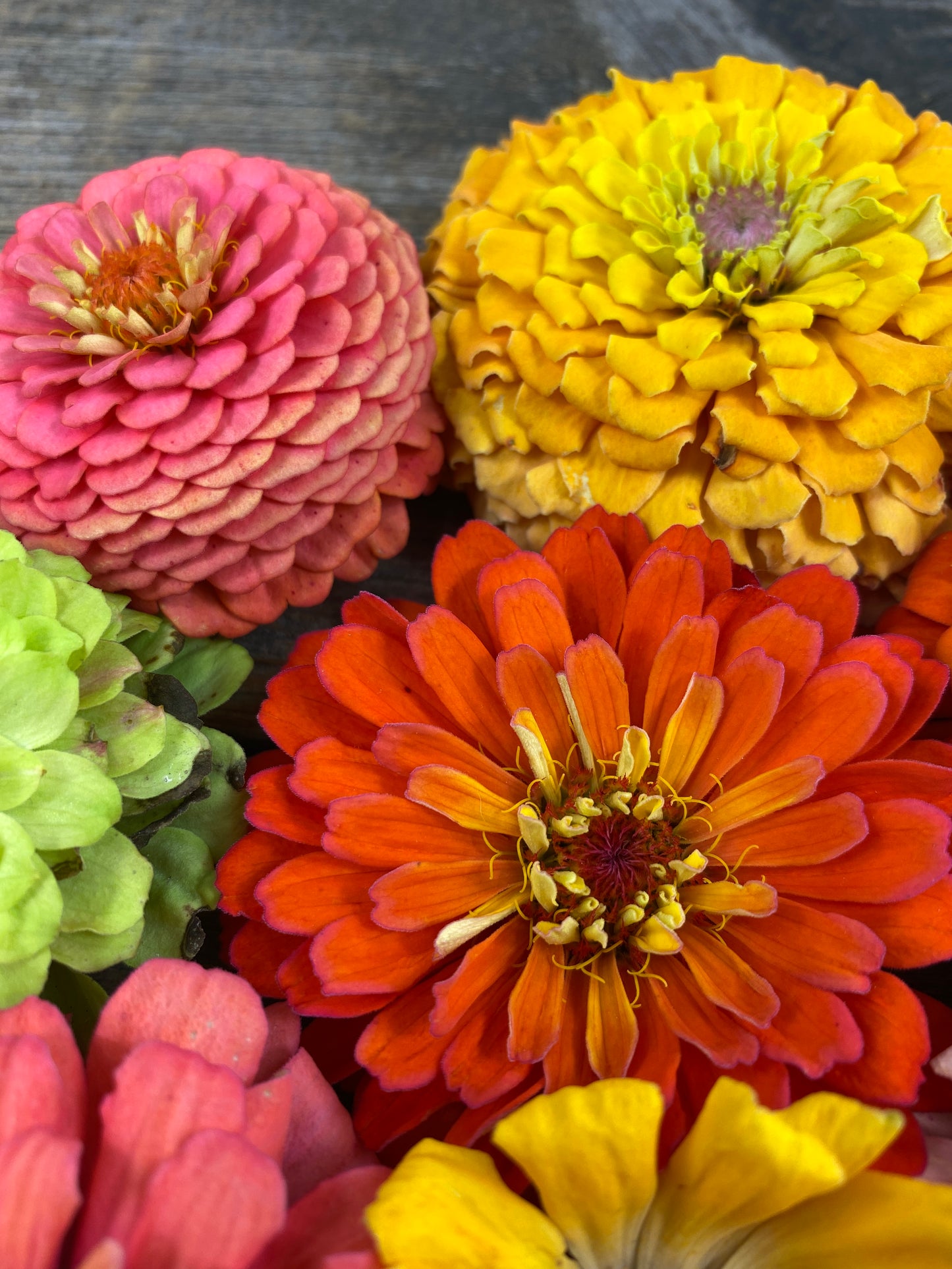 Rainbow Sherbet Zinnia Mix