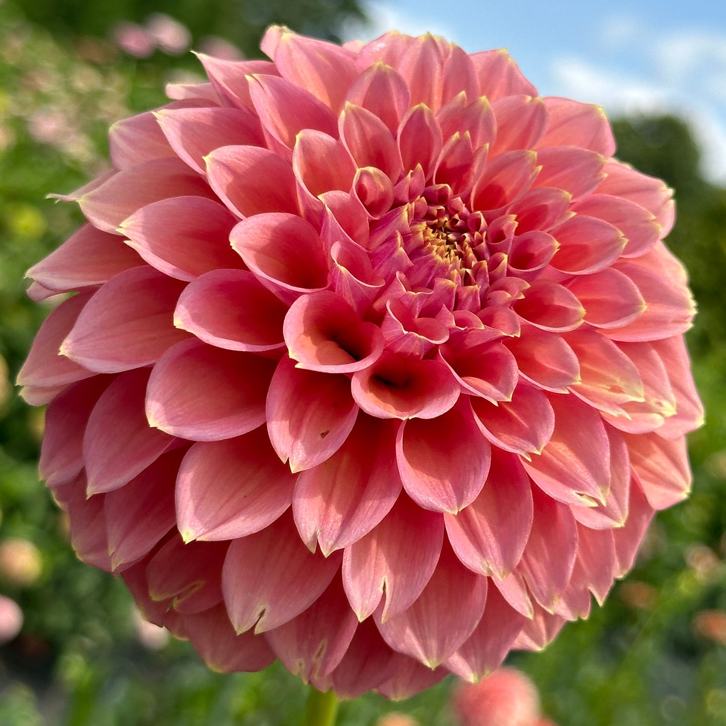 Peachy Parade - Limit One