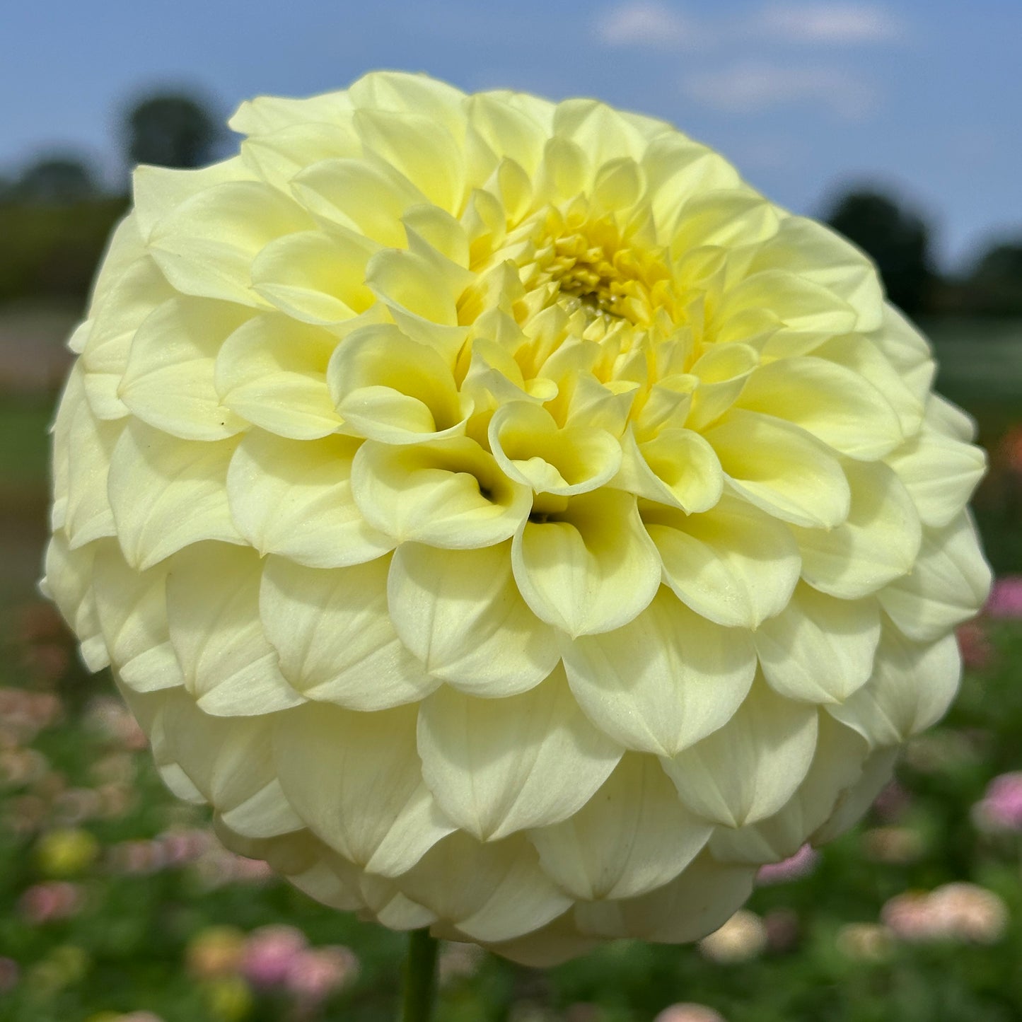 Coorabell Heather 🇦🇺 Limit One