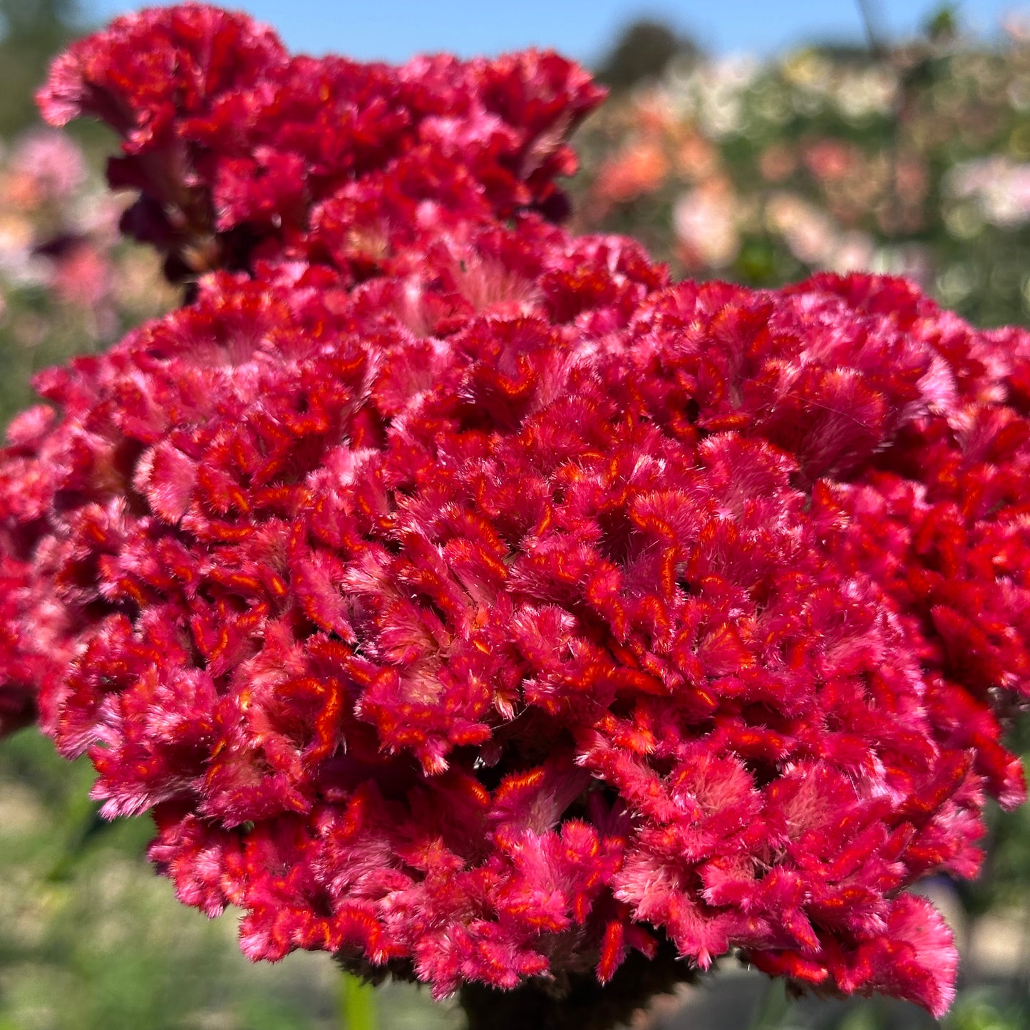 Bombay Fiore Celosia