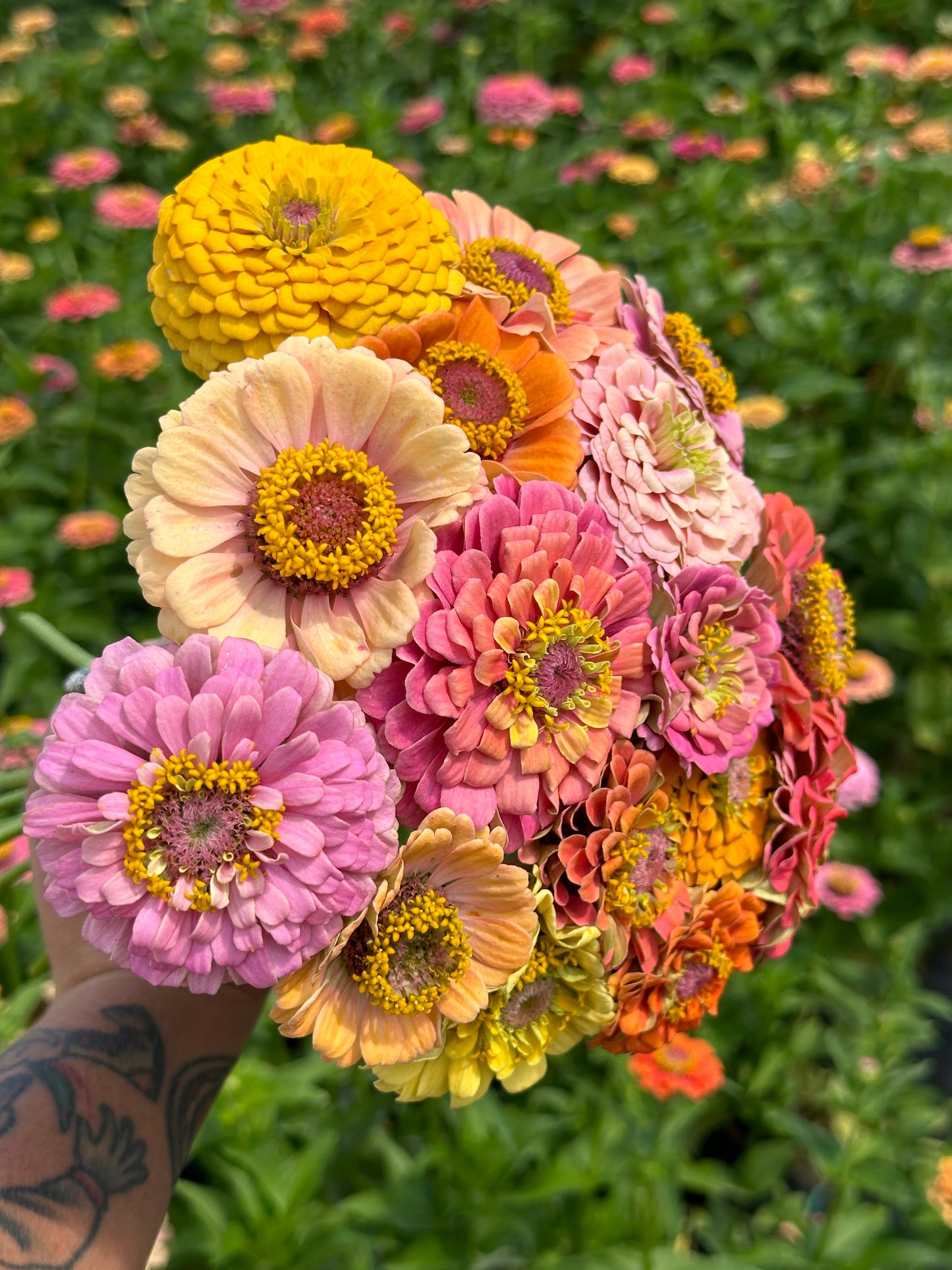 Unicorn Open Pollinated Zinnia