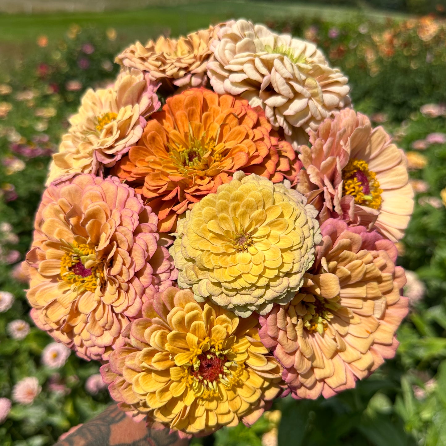 Precious Metals Open Pollinated Zinnia