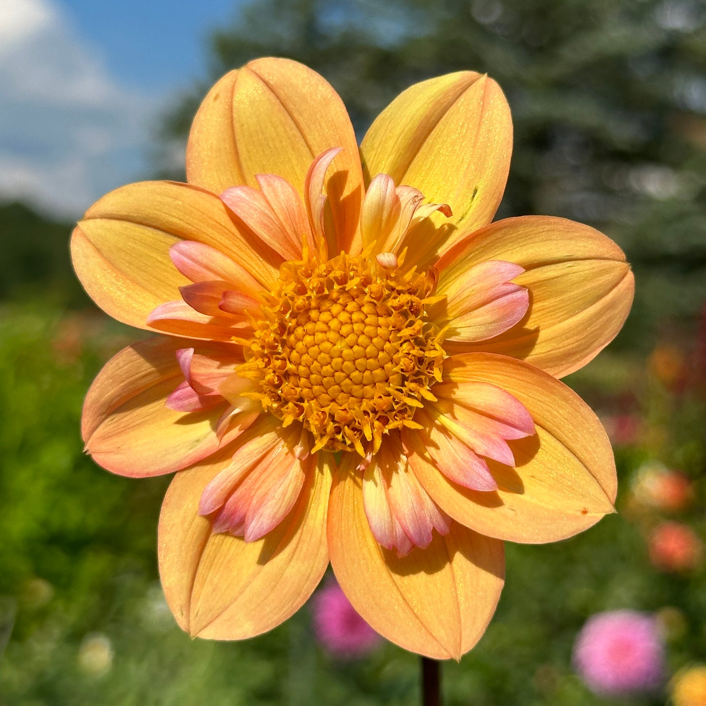 Ashpire Julie - Limit One