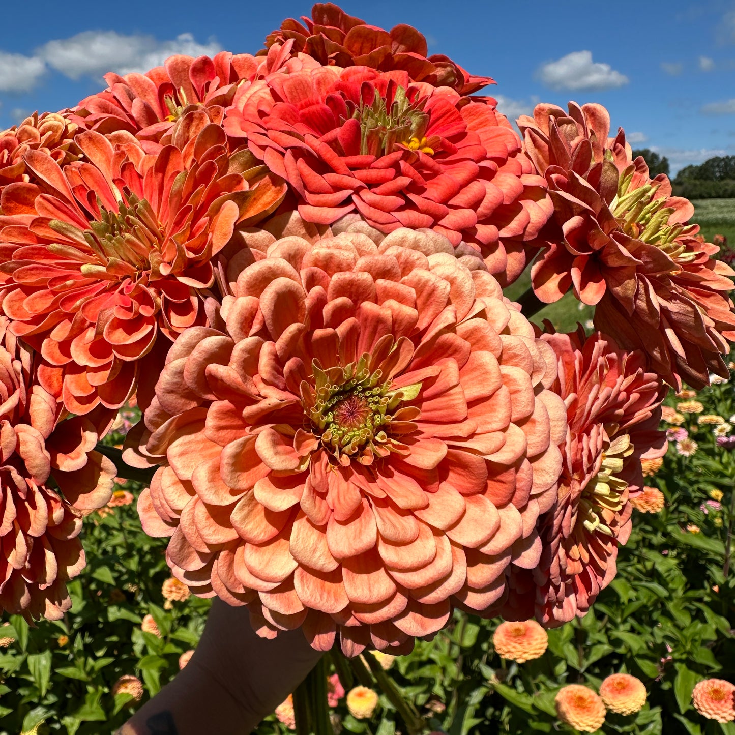 Benary's Giant Salmon Rose