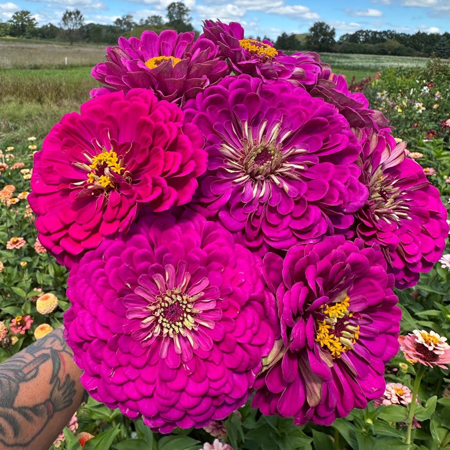 Benary's Giant Purple Zinnia