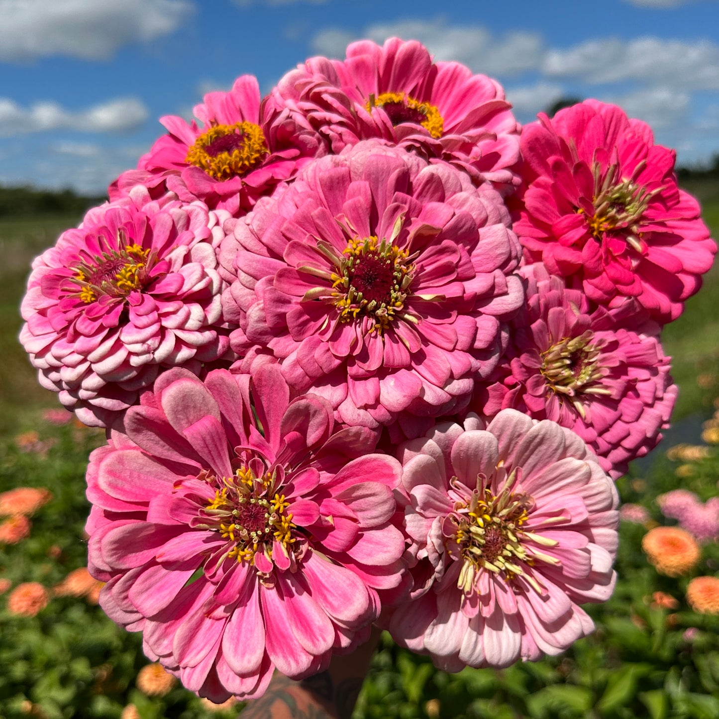 Benary's Giant Bright Pink Zinnia