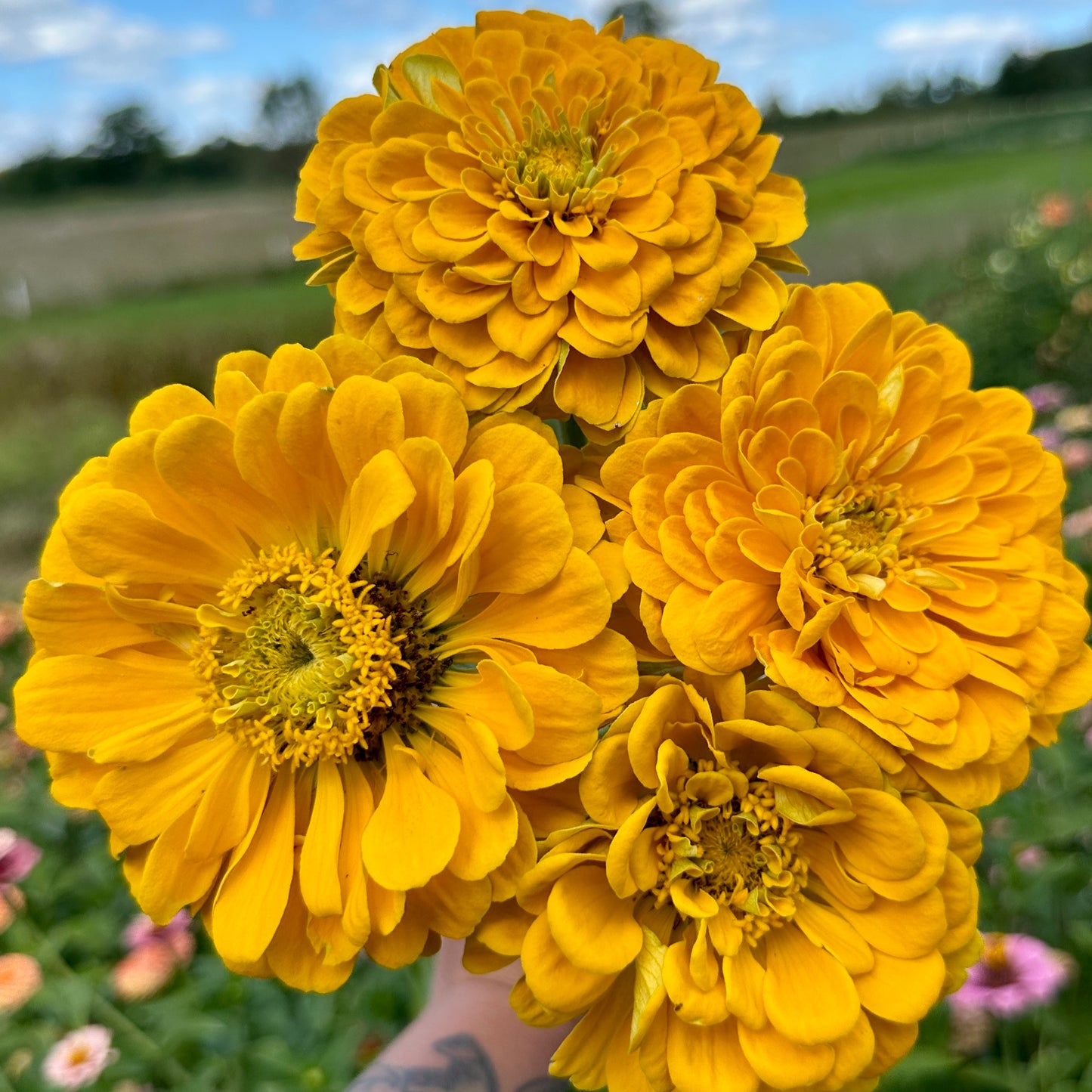 Benary's Giant Yellow Zinnia