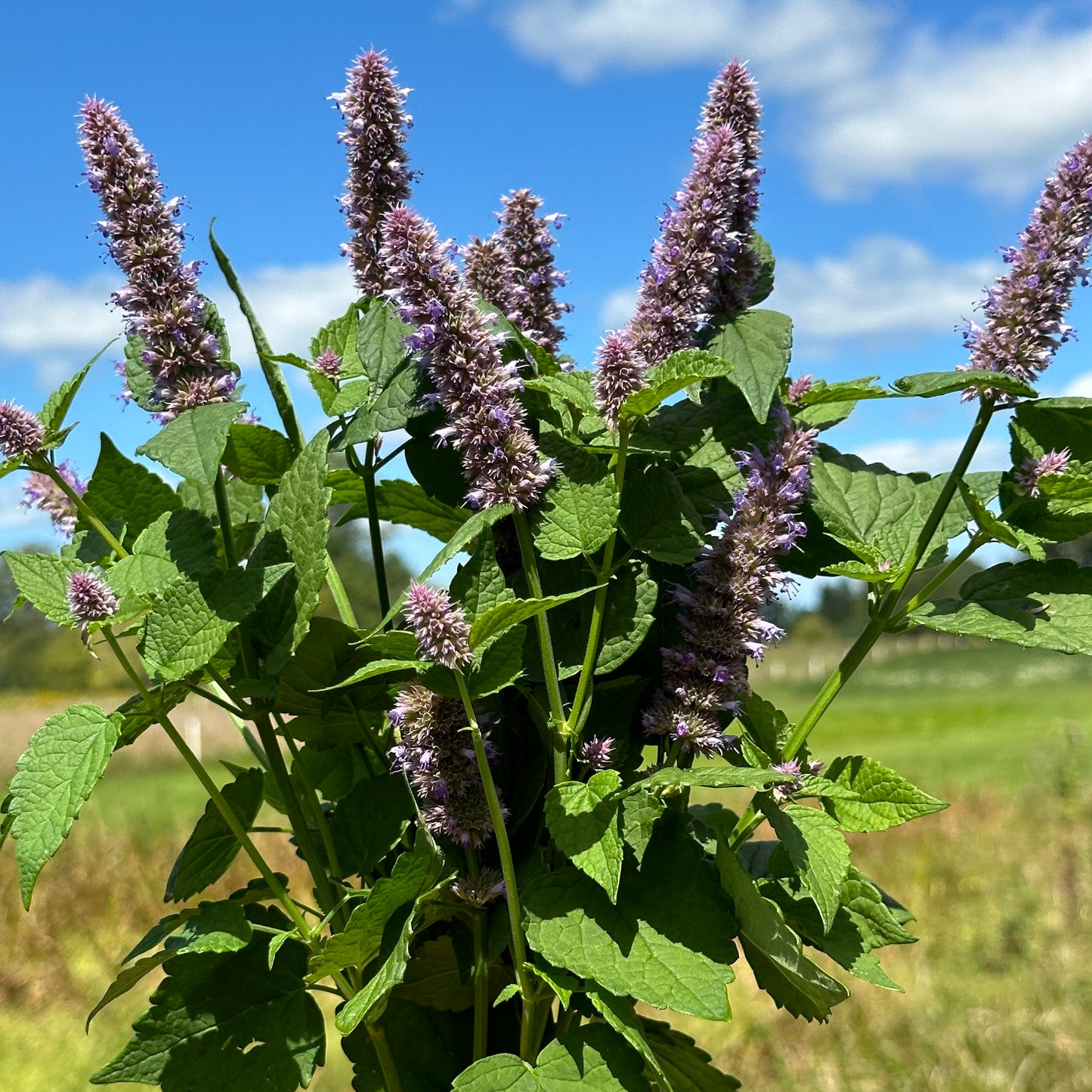Anise Hyssop