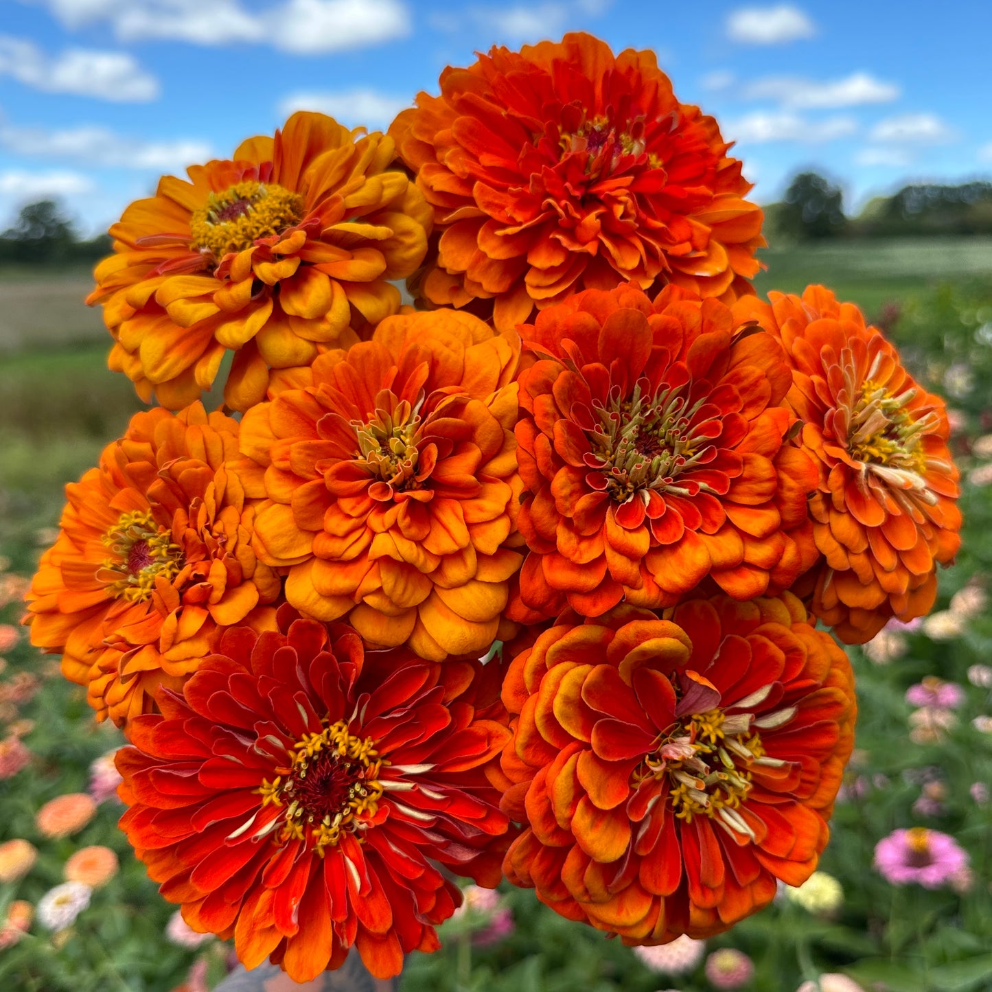Benary's Giant Orange Zinnia