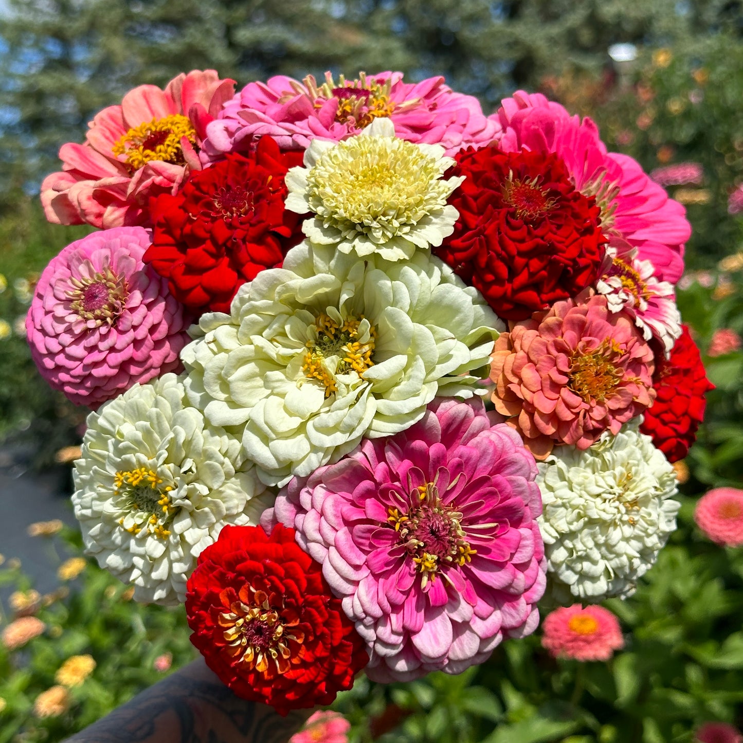 Be My Valentine Zinnia Mix