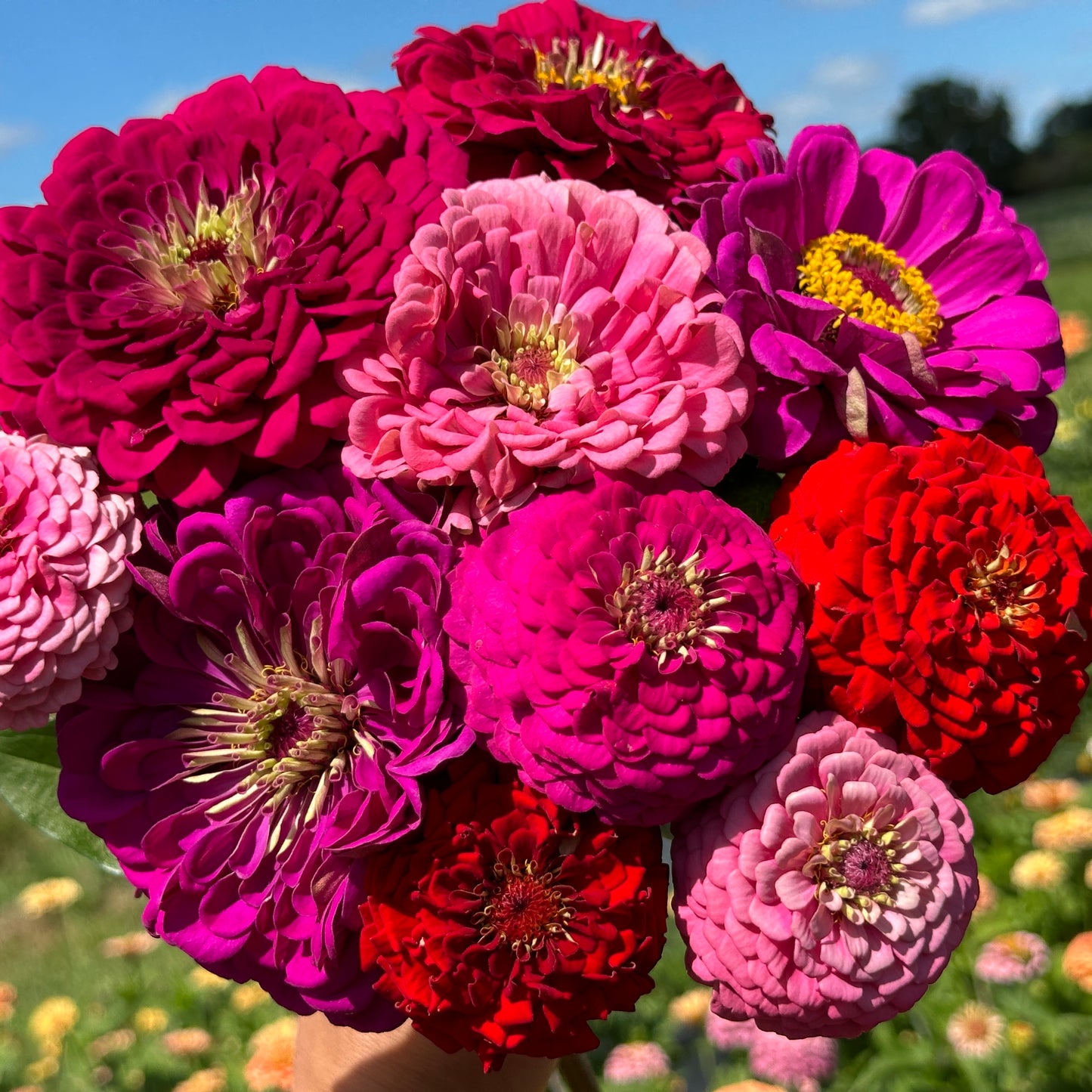 Summer Berries Zinnia Mix