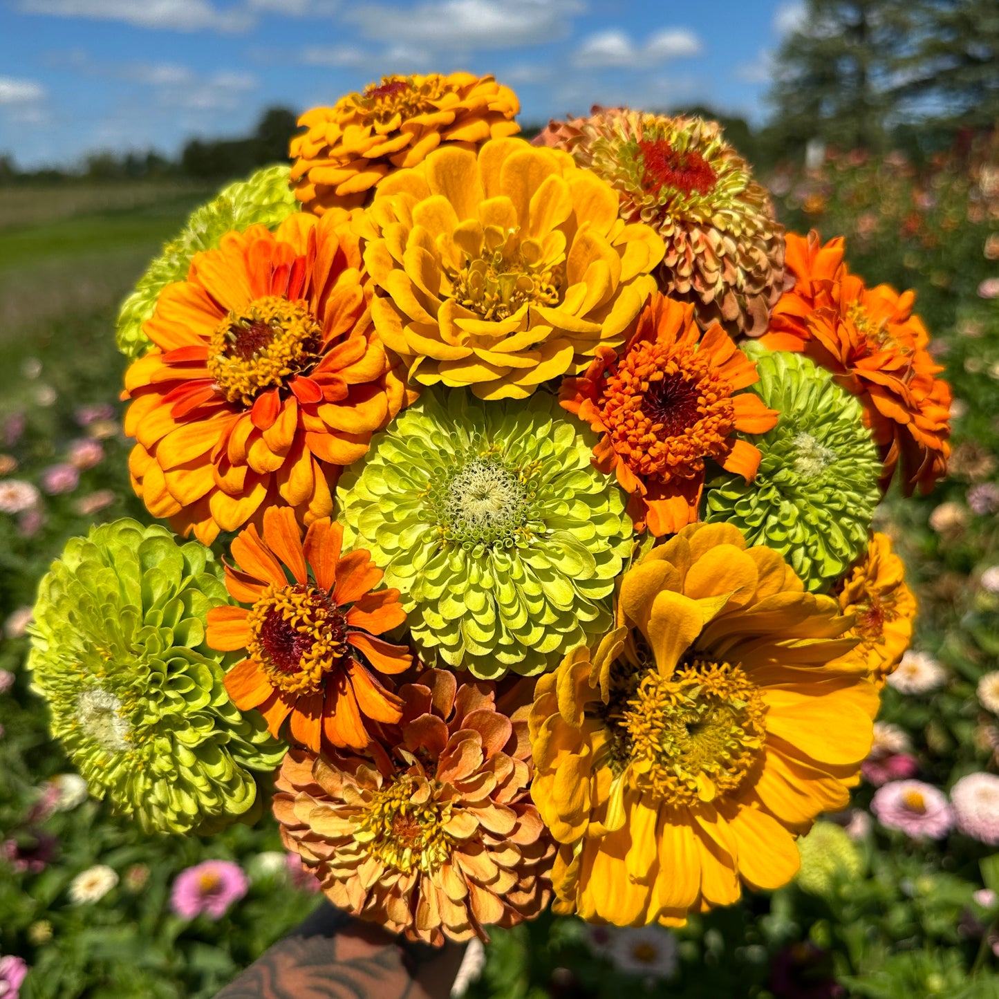 Citrus Zinnia Mix
