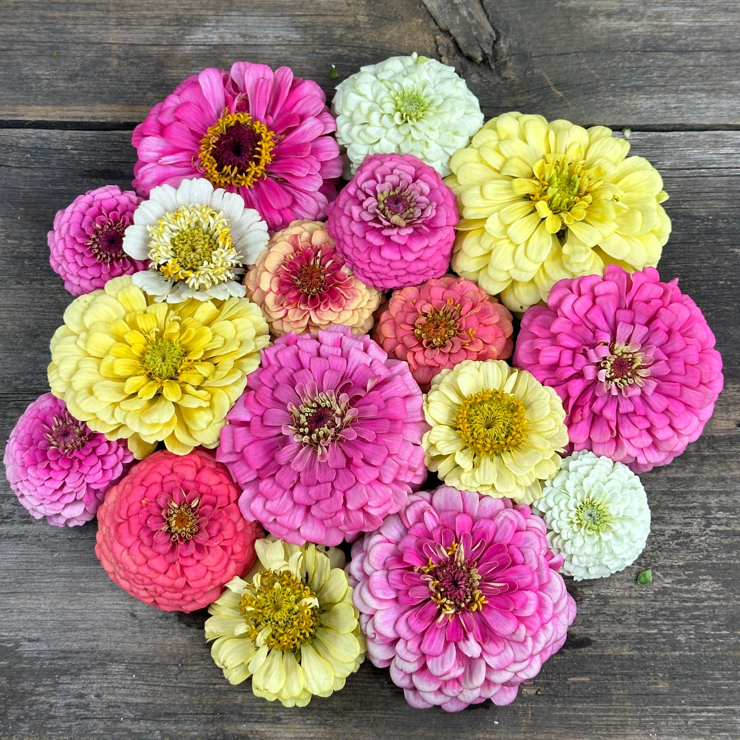 Strawberry Banana Zinnia Mix