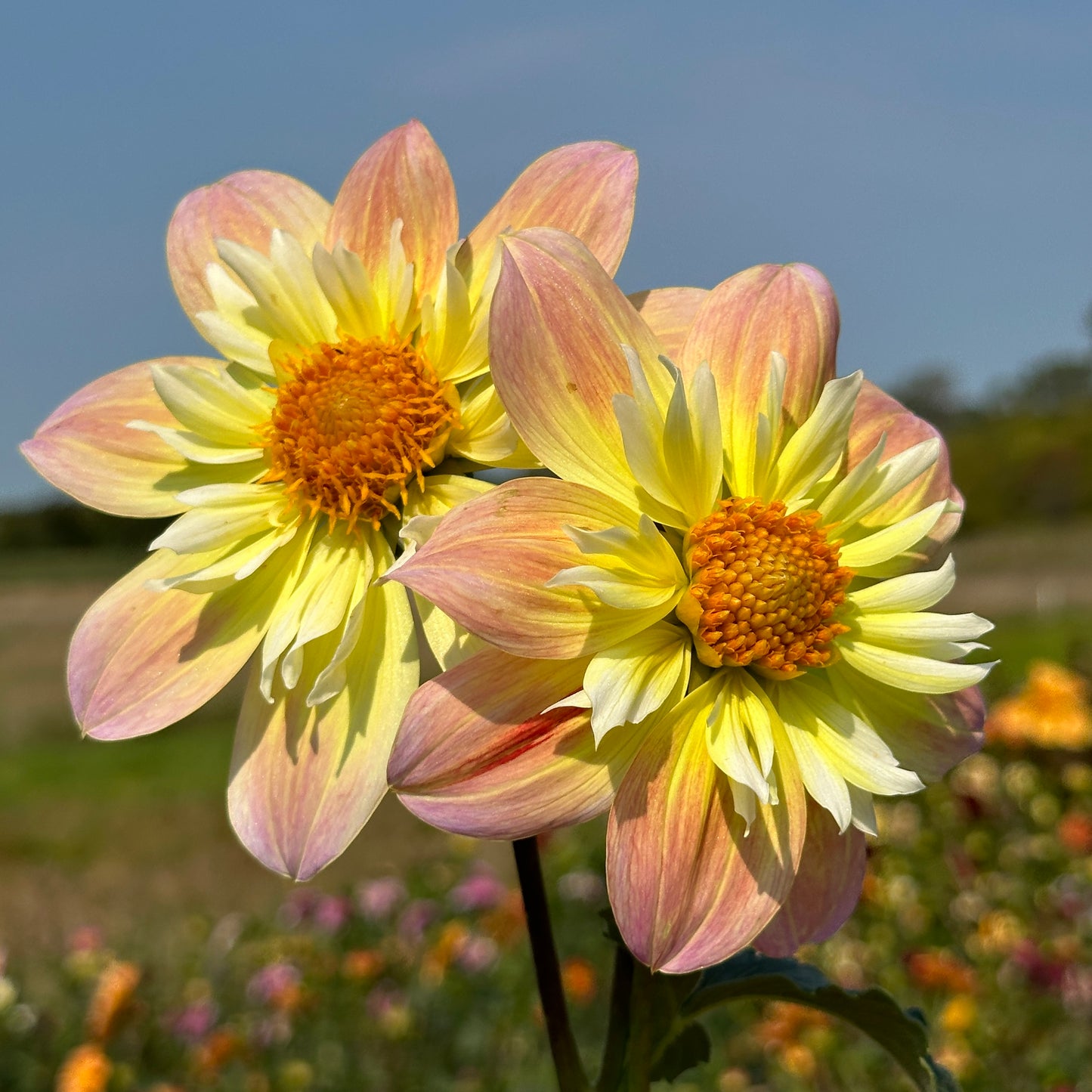 Ashpire Jo - Limit One