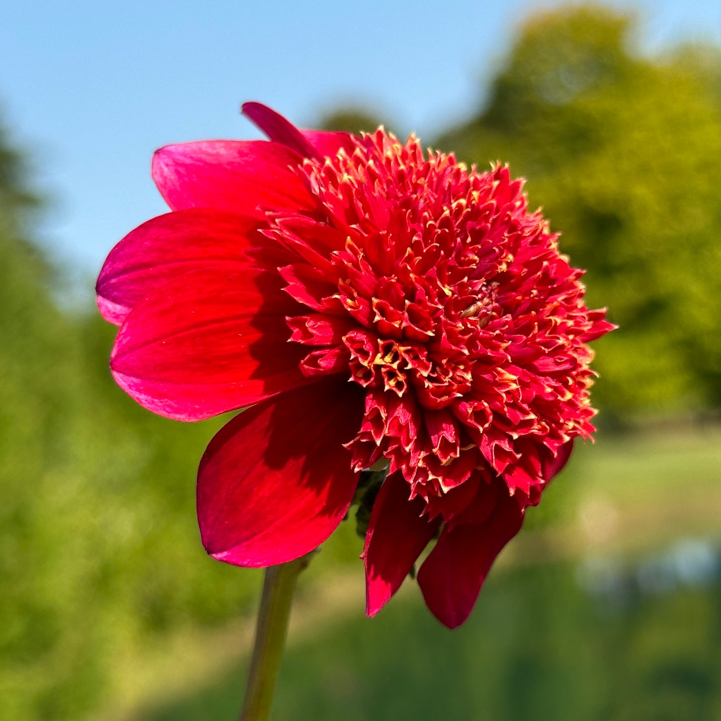 EV Scarlet Puff