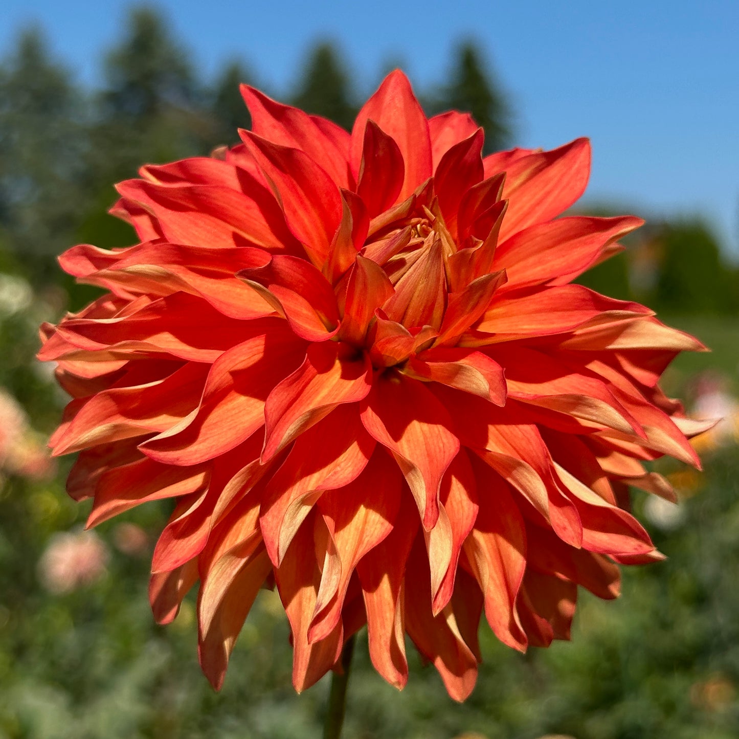 River's Summer Fling