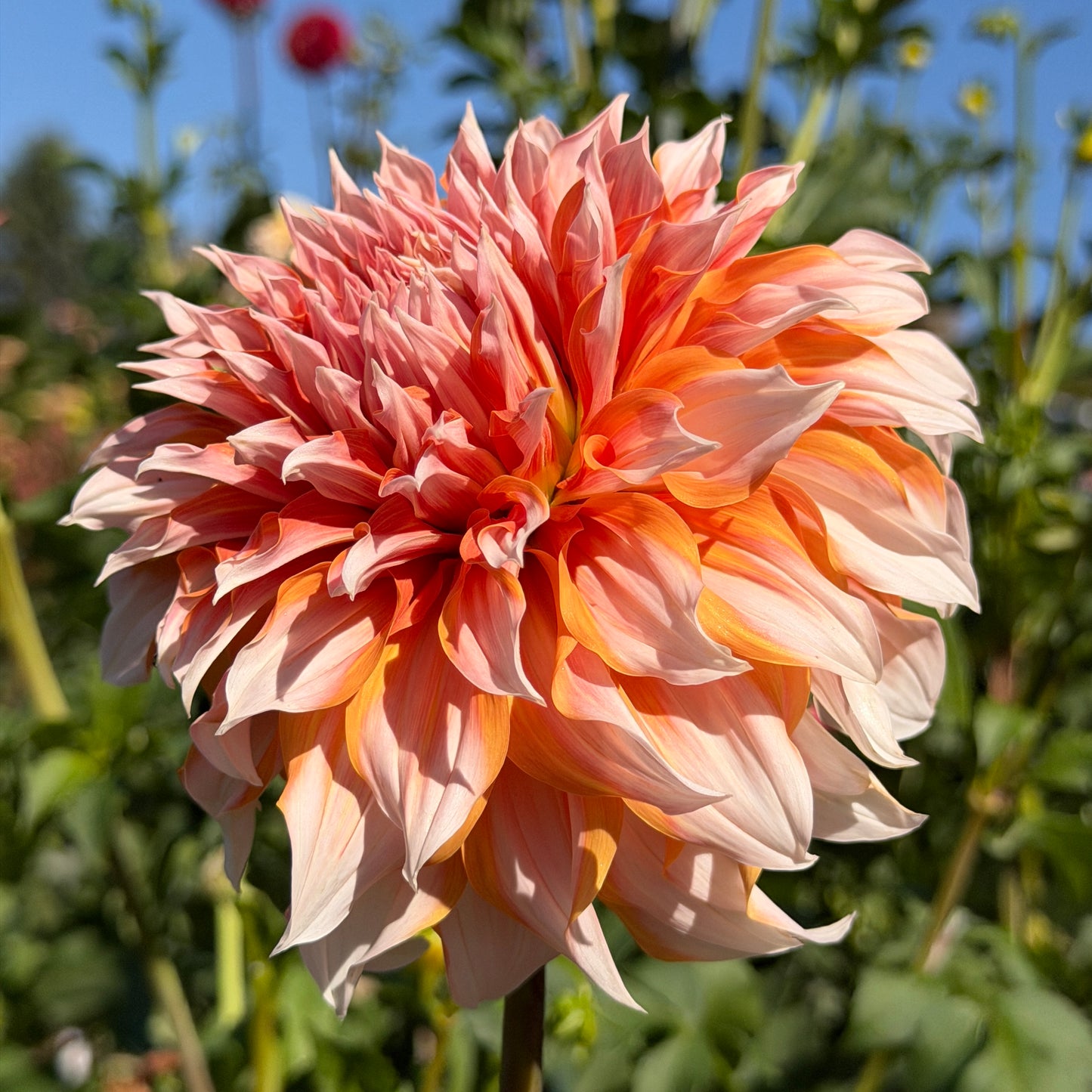 Princess Beatrix