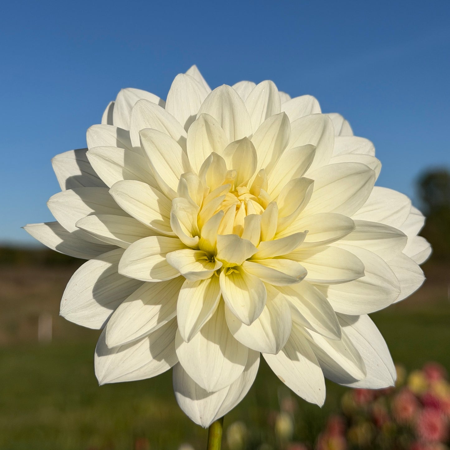 Daisy Adair