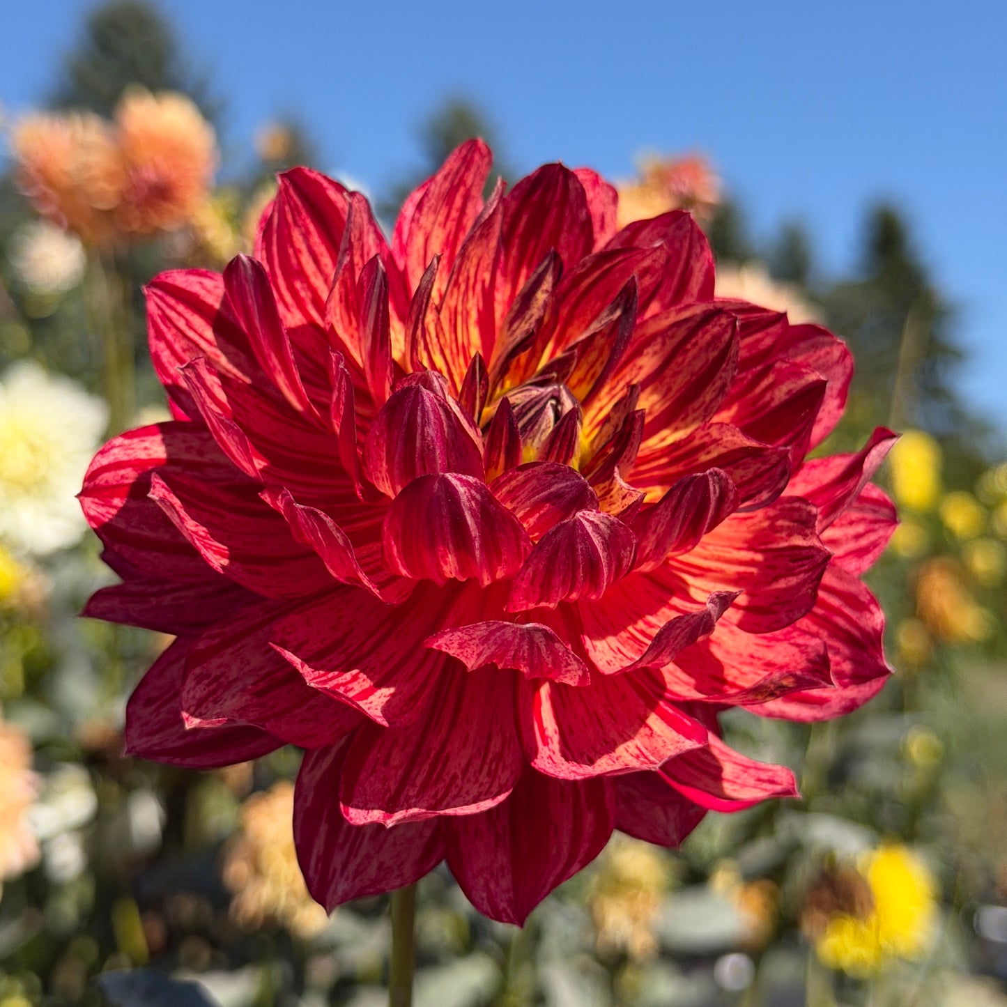Hollyhill Tiger Rose