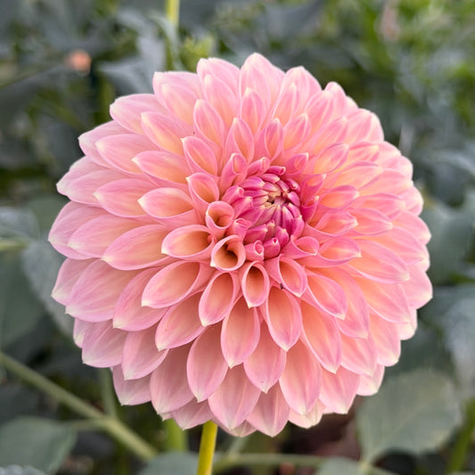 Boundary Sophie