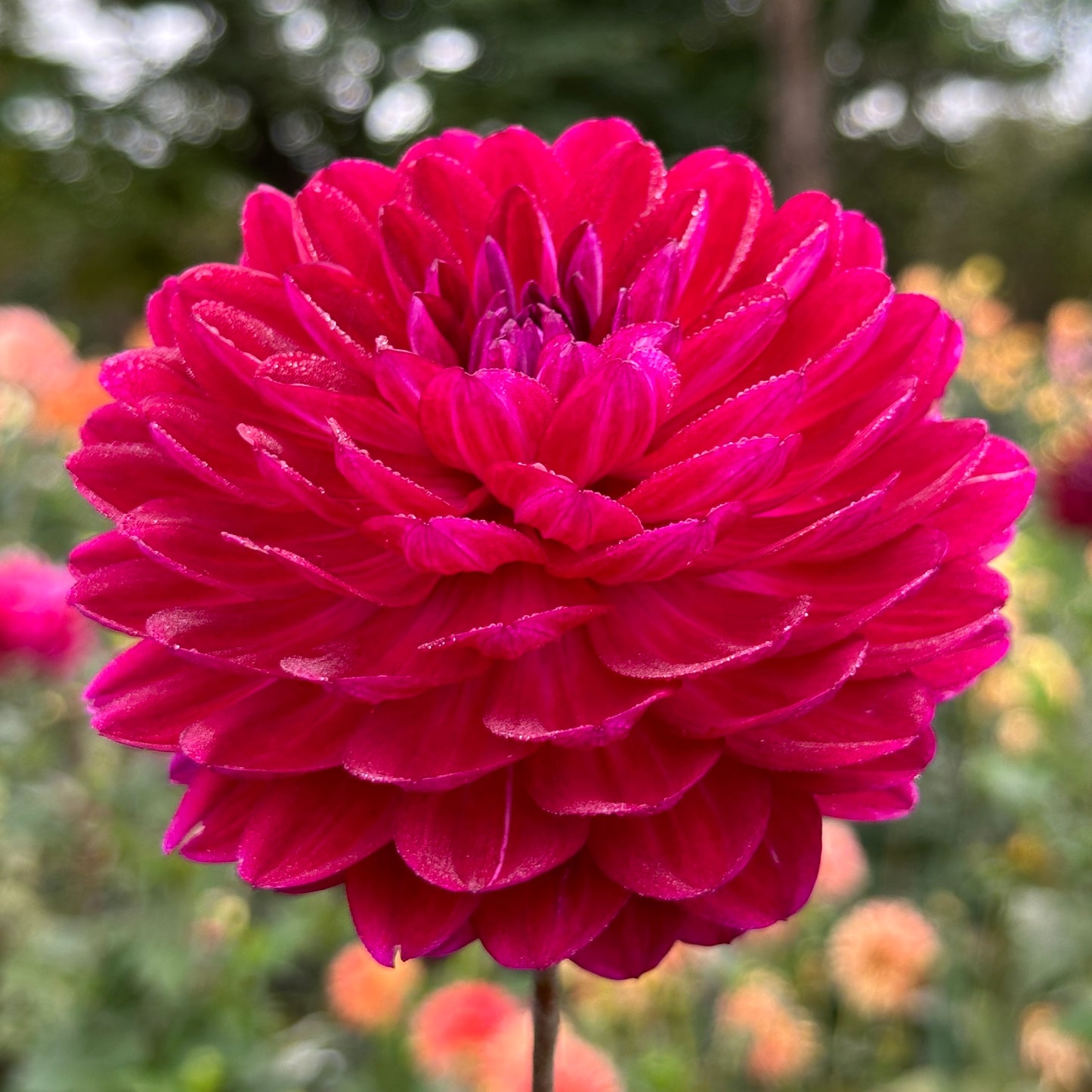 Sandia Bertha