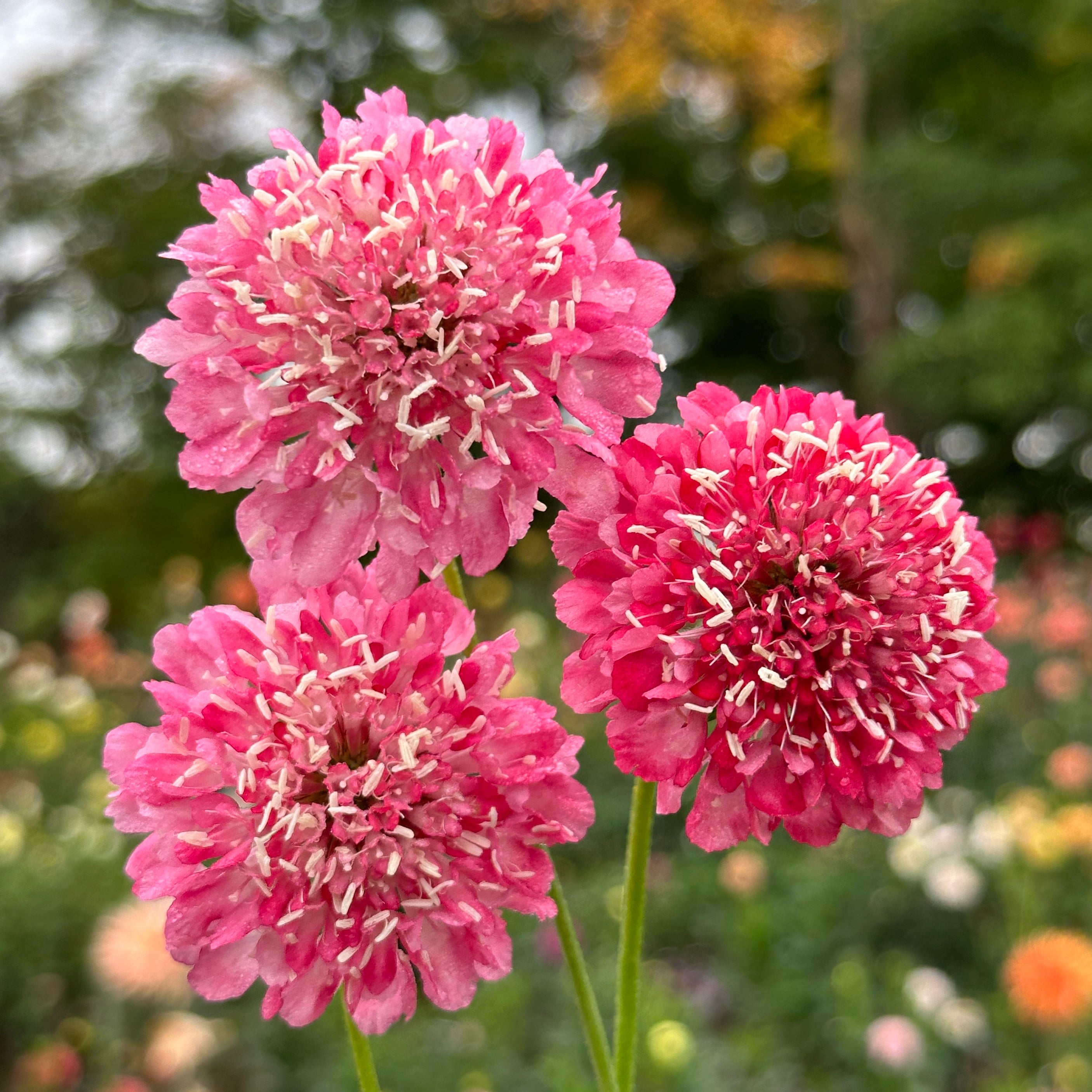 Salom Roses Salmon Rose Scabiosa – Dane Flower Farm
