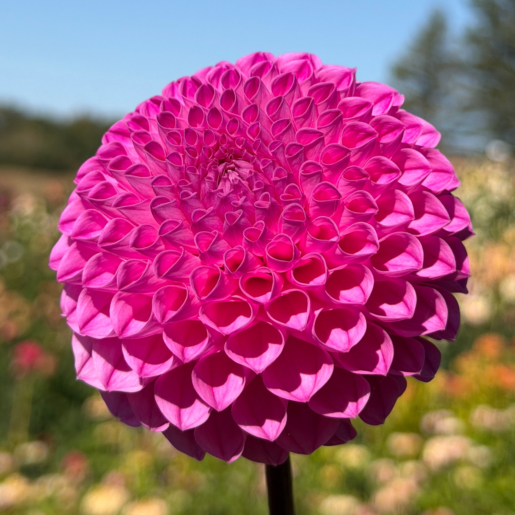 Products – Dane Flower Farm