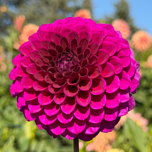 Florelie Queen of Hearts 🇦🇺 Limit One