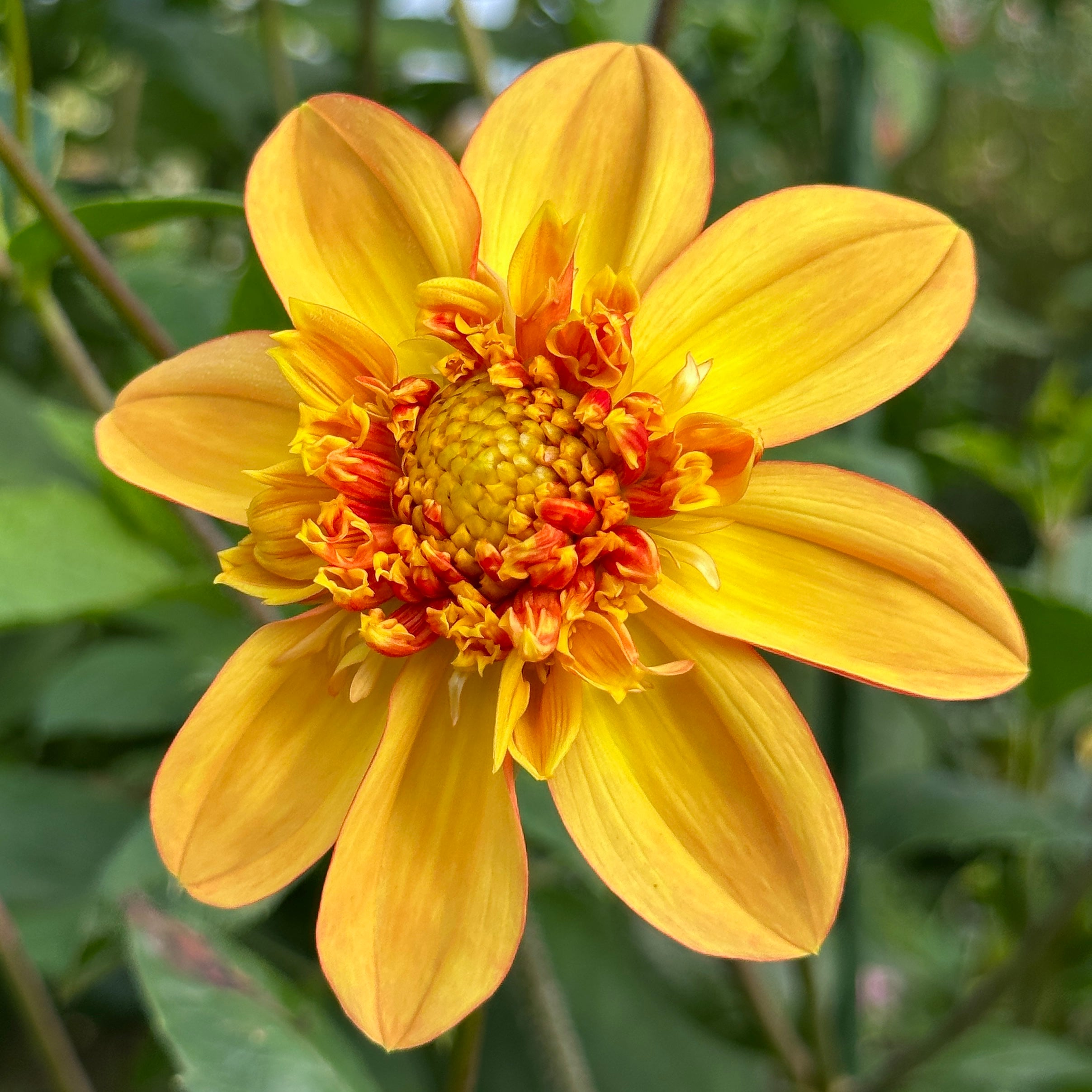 Dahlia Tubers – Page 7 – Dane Flower Farm