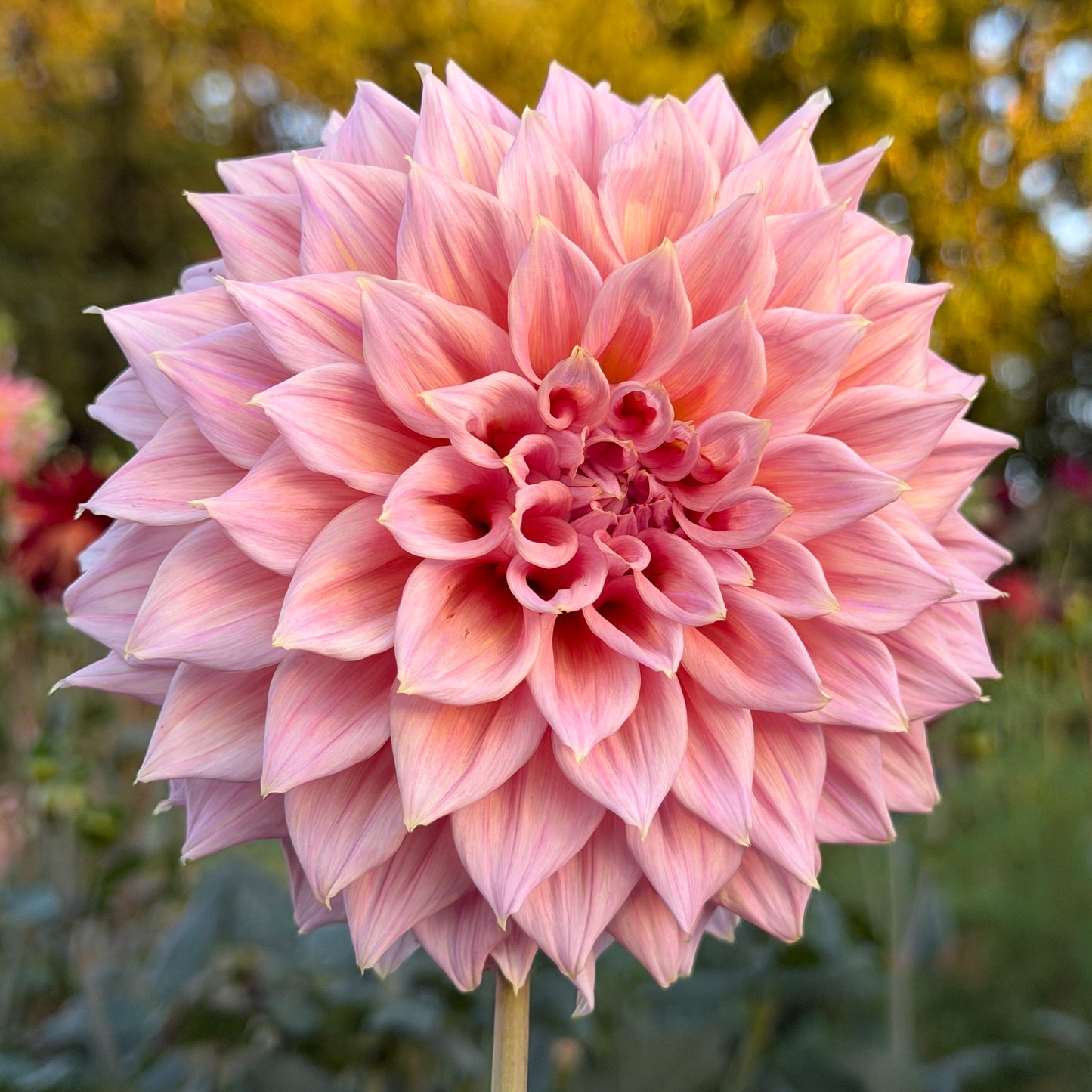 Formby Monarch 🇦🇺