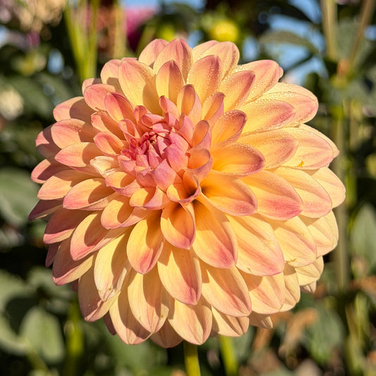 Darbro Highland 🇦🇺 Limit One