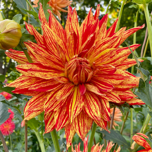 Hollyhill Tigerstripe