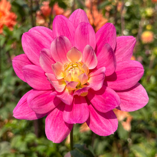 Hollyhill Pink Martini