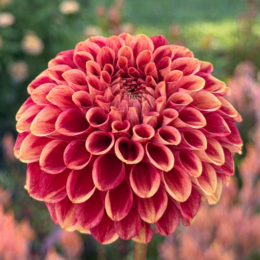 Gosia Copper Queen