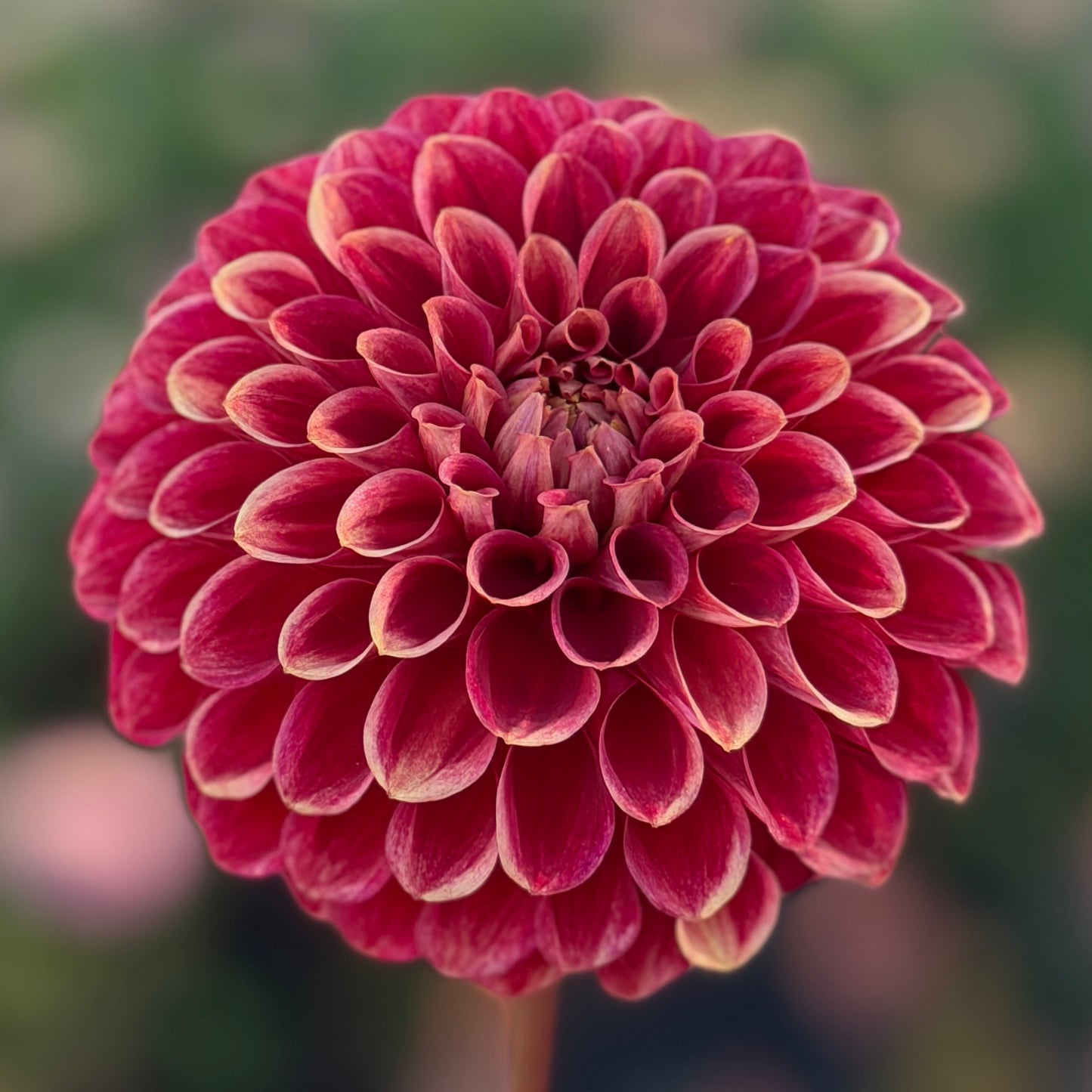 Gosia Copper Queen