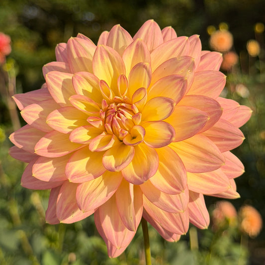 Burfoot Lotus