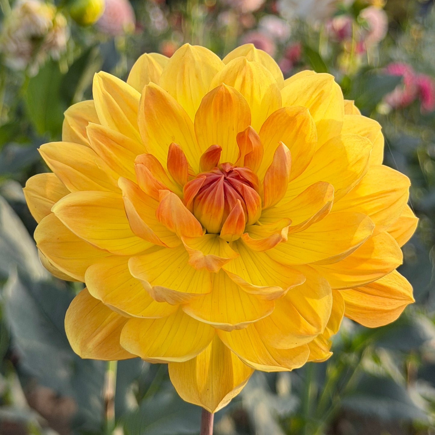 Hollyhill Golden Glow