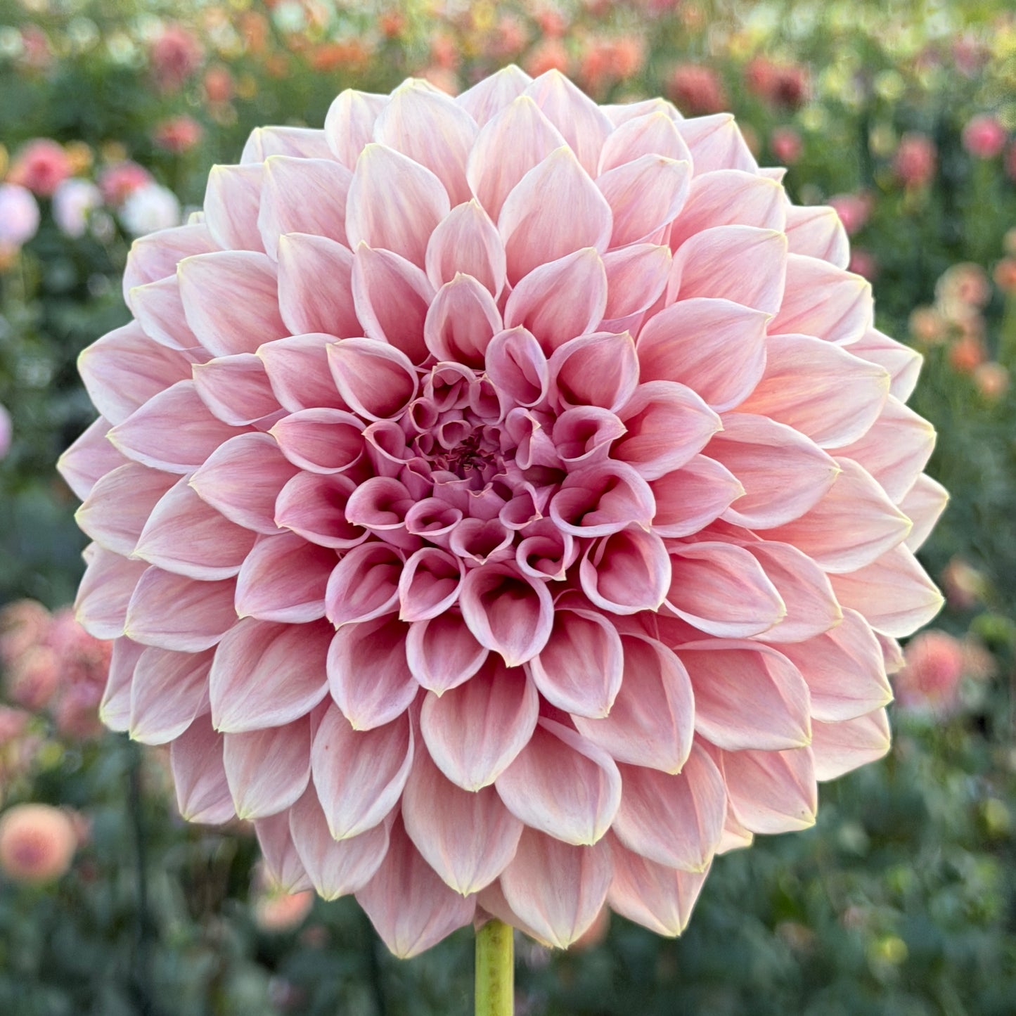 Formby Duke - Limit One