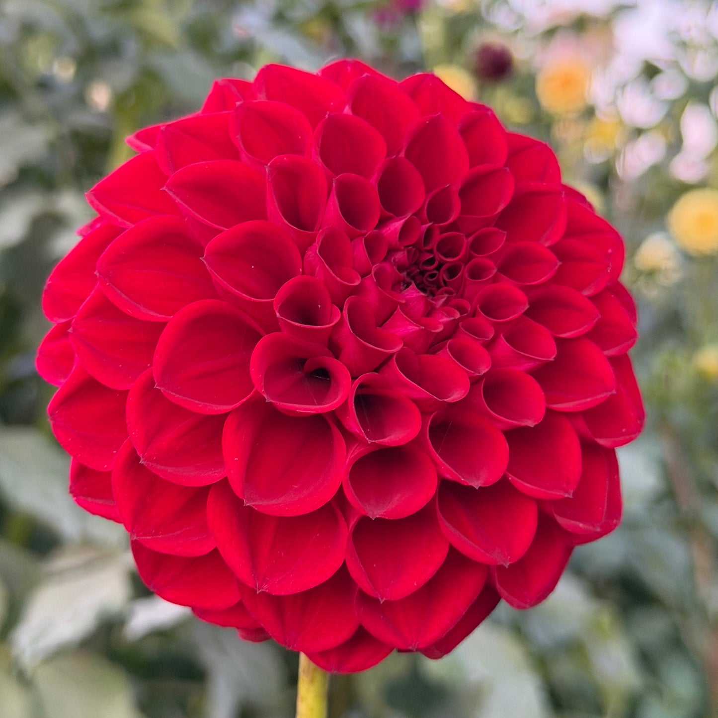 Everbloom Cherry Joy - Limit One