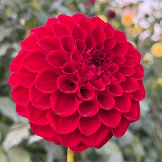 Everbloom Cherry Joy - Limit One