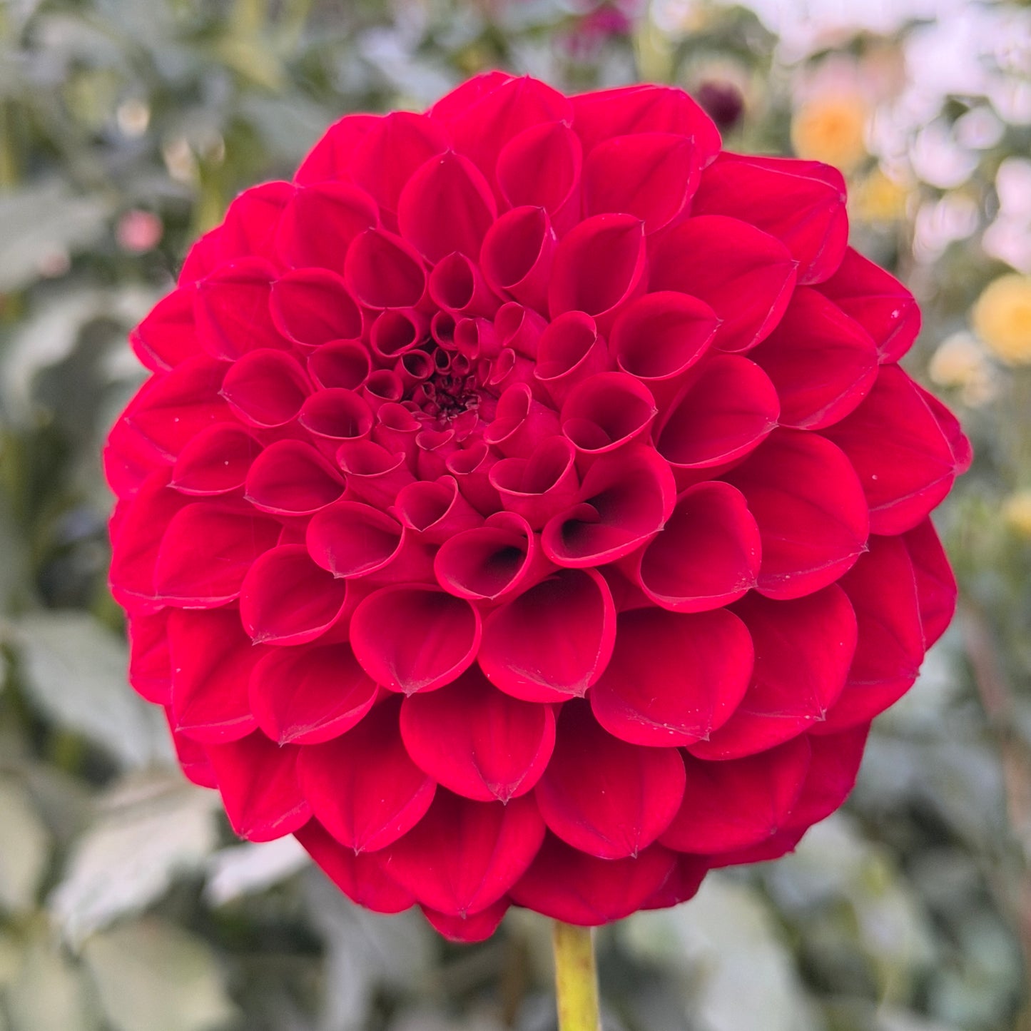 Everbloom Cherry Joy - Limit One