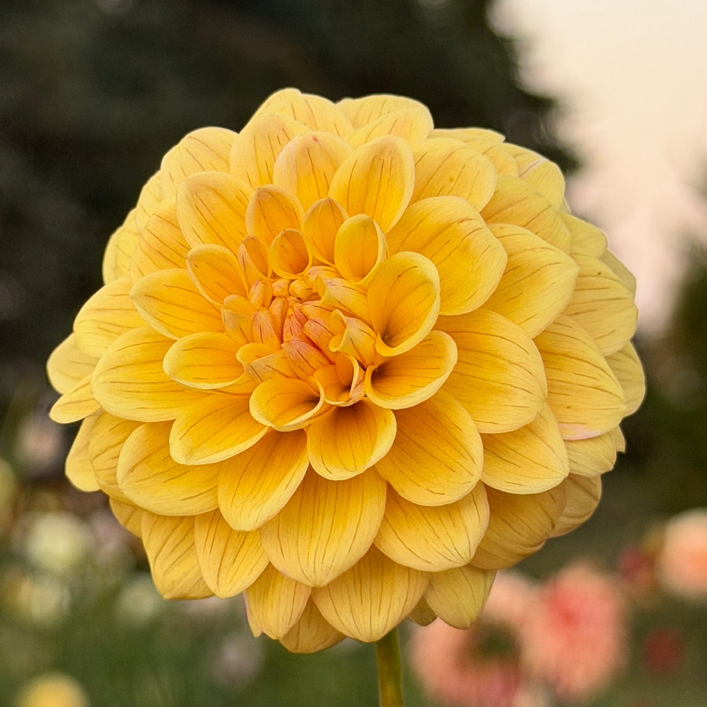 Everbloom Sally 🇦🇺