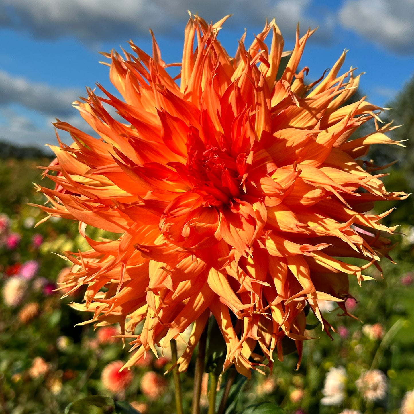Felida Fuzzy Pumpkin