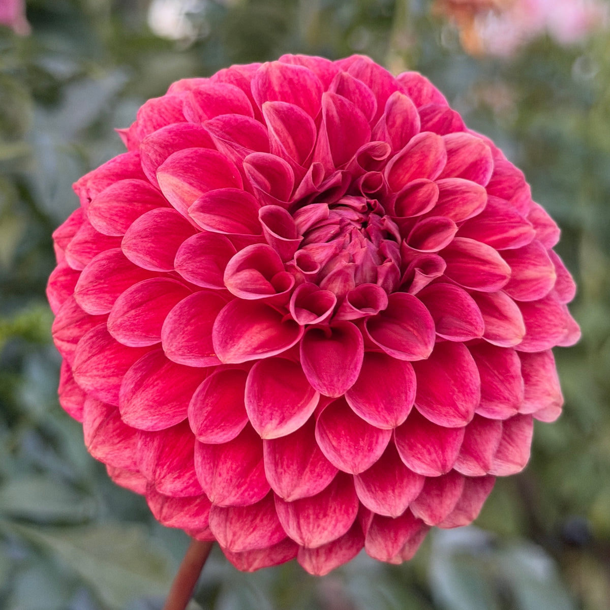 Gosia Copper Queen