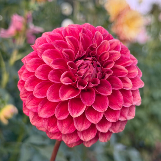 Gosia Copper Queen
