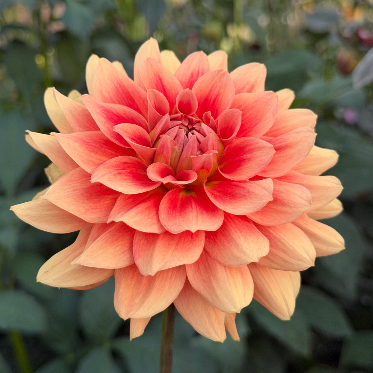 ALOA Calypso