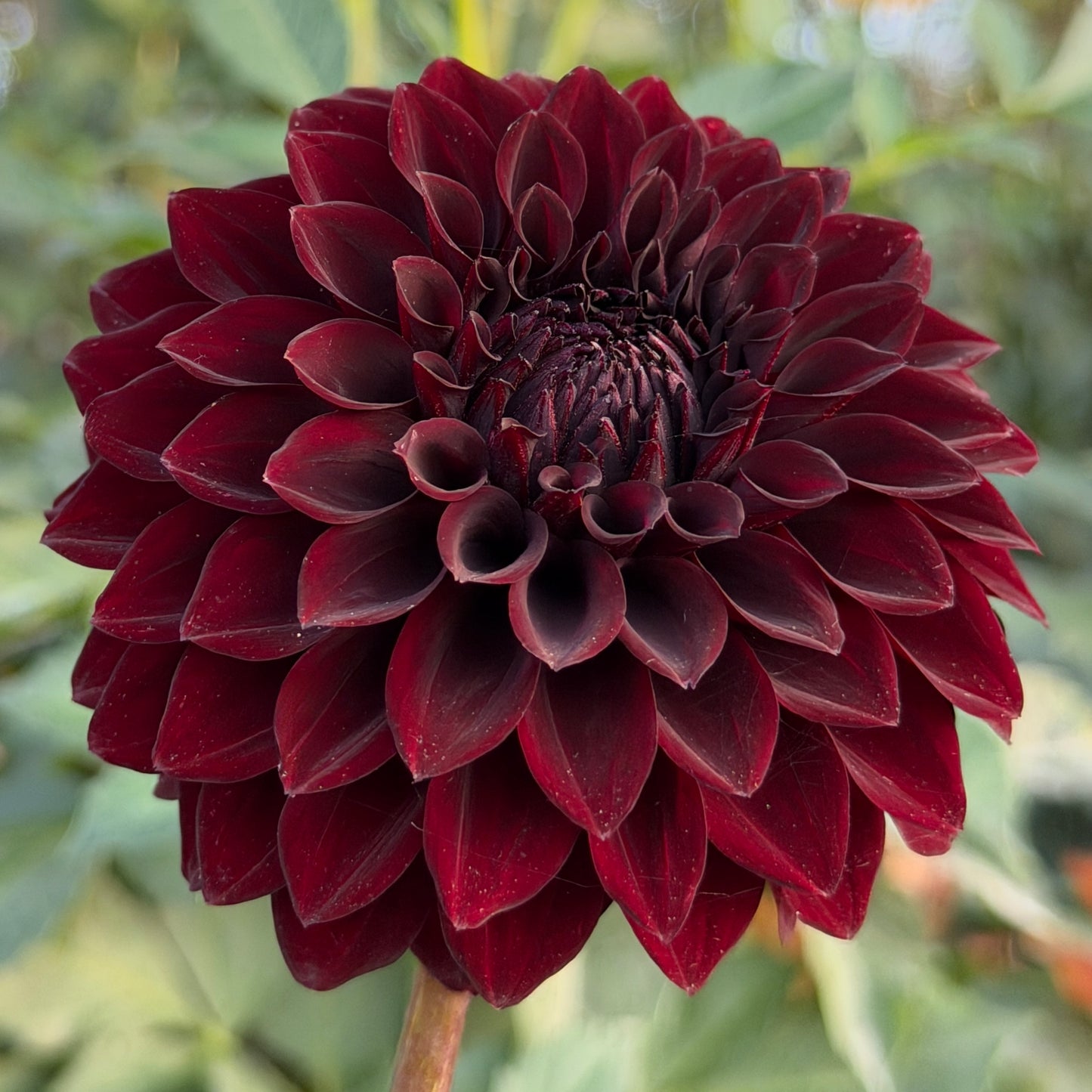 River's Dark Chocolate