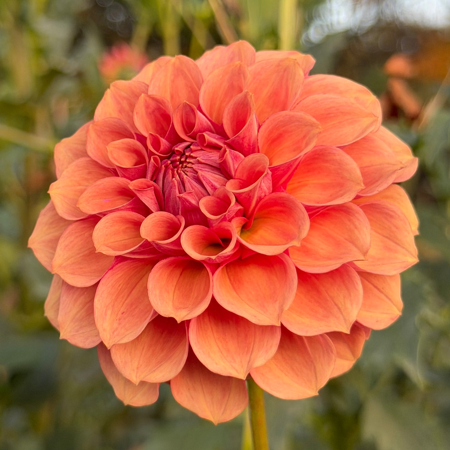 Burfoot Desert Rose