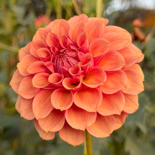 Burfoot Desert Rose